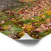 Poster Belgian forest in Fall Season travel (Coin)