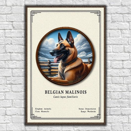 Poster Belgian Malinois Zoology Series