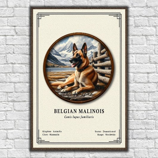 Poster Belgian Malinois Zoology Series