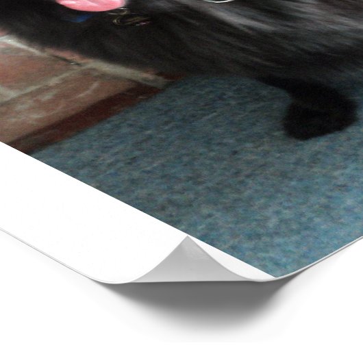 Poster Belgian Shepherd aka "The Black Wolf" (Coin)