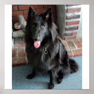 Poster Belgian Shepherd aka "The Black Wolf"