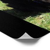 Poster Belgian Shepherd aka "The Black Wolf" (Coin)