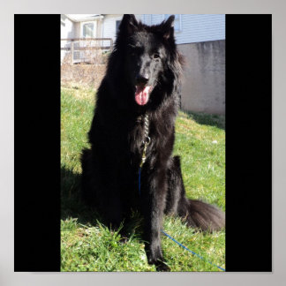 Poster Belgian Shepherd aka "The Black Wolf"