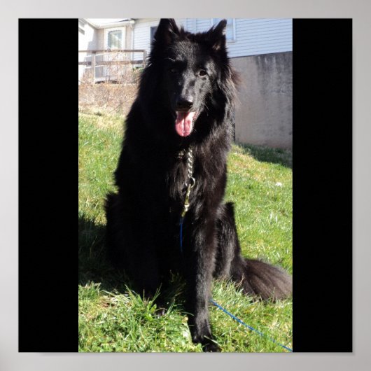 Poster Belgian Shepherd aka "The Black Wolf" (Devant)