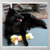 Poster Belgian Shepherd by the Fireplace (Devant)