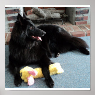 Poster Belgian Shepherd by the Fireplace