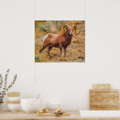 Poster Bélier Big Horn (Cuisine)