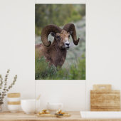 Poster Bélier de mouflon à cornes grandes des montagnes R (Cuisine)