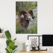 Poster Bélier de mouflon à cornes grandes des montagnes R (Bureau à domicile)