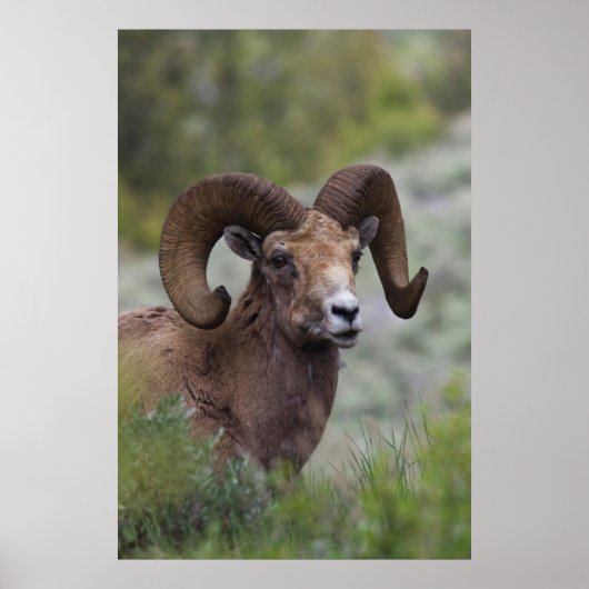 Poster Bélier de mouflon à cornes grandes des montagnes R (Devant)