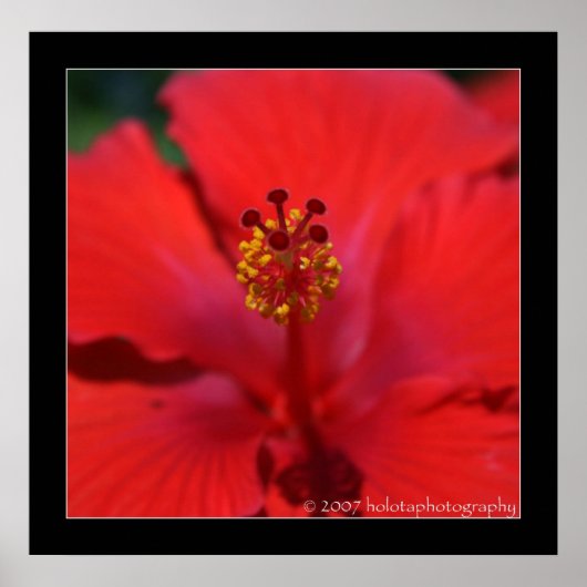 Poster Belize - Fleur rouge (Devant)