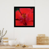 Poster Belize - Fleur rouge (Cuisine)
