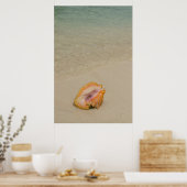 Poster Belize, mer des Caraïbes, Glover's Reef. Conche (Cuisine)