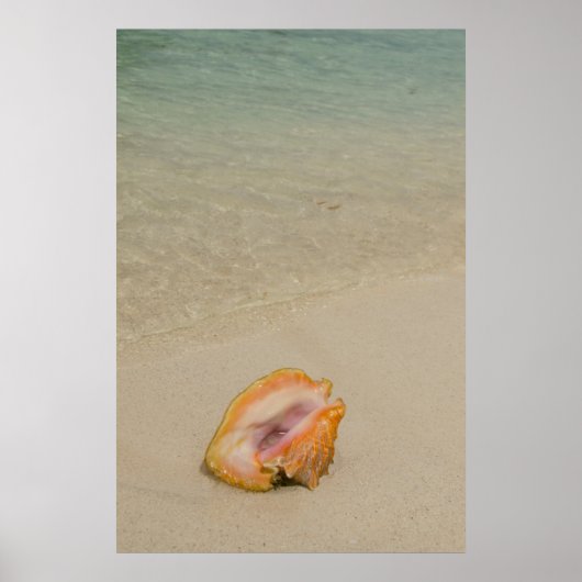 Poster Belize, mer des Caraïbes, Glover's Reef. Conche (Devant)