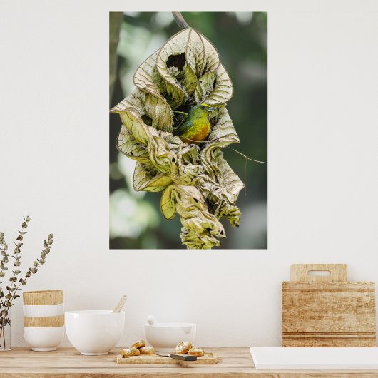 Poster Bélize Oiseau, Euphonie à fond d'olive verte (Cuisine)