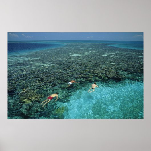 Poster Belize, récif de la barrière, récif Lighthouse, bl (Devant)