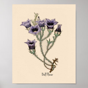 Poster Bell Flower Botanical