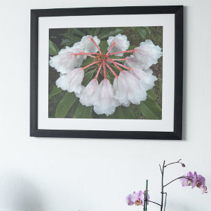 Poster Bell Formé Rhododendrons Floral Photographie