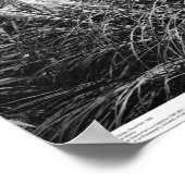 Poster Bell Tower, Pampas Grass, décembre 1966 (Coin)