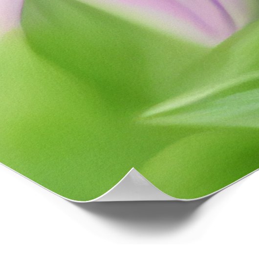 Poster Belle abeille sur une fleur rose Gros plan (Coin)