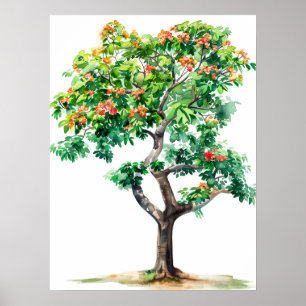 Poster Belle aquarelle Bombax Ceiba Tree
