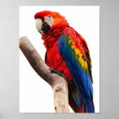 Poster Belle araignée colorée Macaw Parrot Bird (Devant)