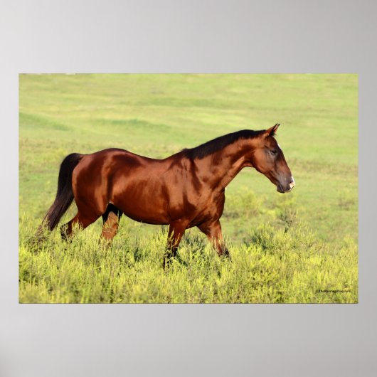 Poster Belle Baie Horse (Devant)