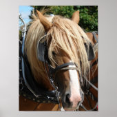 Poster Belle Belge (Devant)