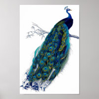 Belle Blue Peacock Nature Oiseaux Plumes