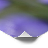 Poster Belle Campanula Bellflower (Coin)