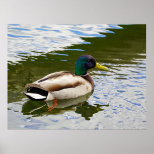 Poster Belle carte postale de Malé Mallard Duck