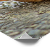 Poster Belle Chat Bengale (Coin)