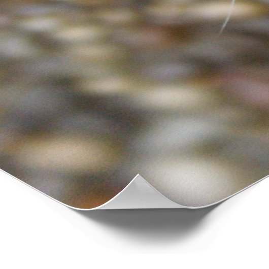 Poster Belle Chat Bengale (Coin)