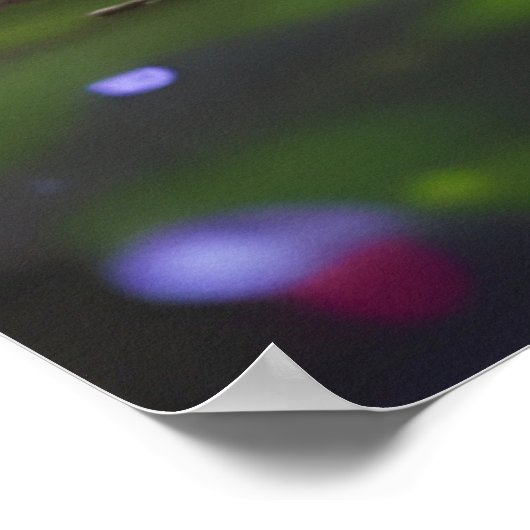 Poster Belle Chat Blanc Fluffy (Coin)