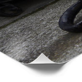 Poster Belle Chat Blanc Sur Une Grave (Coin)