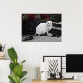 Poster Belle Chat Blanc Sur Une Grave (Bureau à domicile)