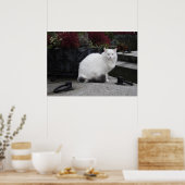 Poster Belle Chat Blanc Sur Une Grave (Cuisine)