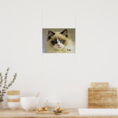 Poster Belle chatte de poupée avec yeux bleus (Cuisine)