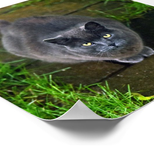 Poster Belle chatte gris (Coin)