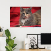Poster Belle chatte pour animaux de compagnie se détendre (Bureau à domicile)