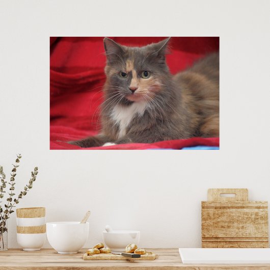 Poster Belle chatte pour animaux de compagnie se détendre (Cuisine)