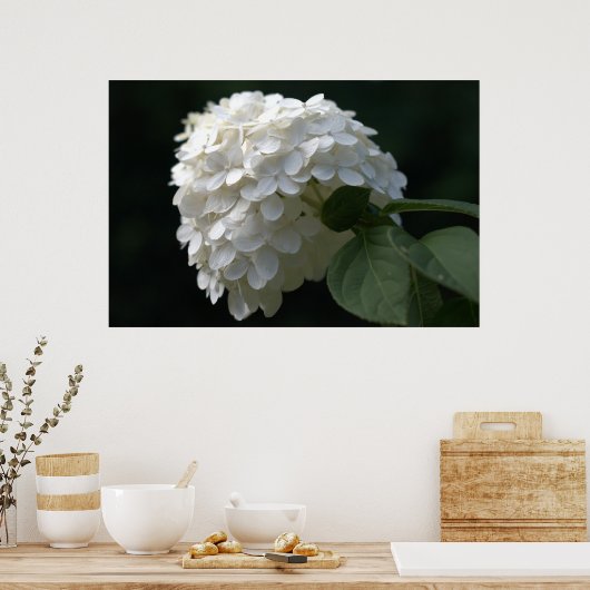 Poster Belle chaux blanche Hydrangea Flower (Cuisine)