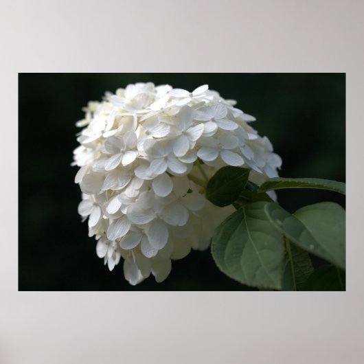Poster Belle chaux blanche Hydrangea Flower (Devant)