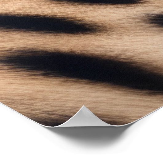 Poster Belle Cheetah (Coin)