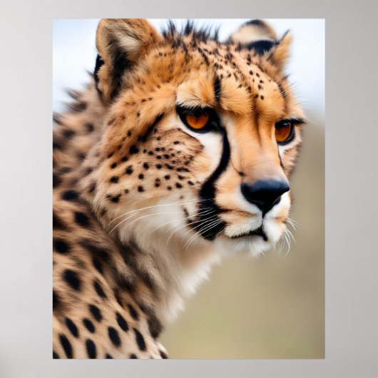 Poster Belle Cheetah (Devant)