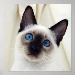 Poster Belle Chic Sweet Pet Siamese Kitten Chat