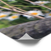 Poster Belle chouette de grange (Coin)