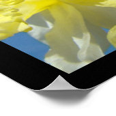 Poster Belle collection d'art floral estampes Daffodiles (Coin)