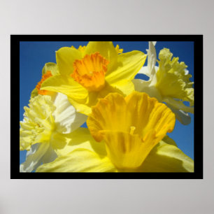 Poster Belle collection d'art floral estampes Daffodiles