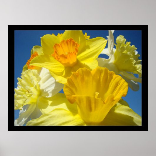 Poster Belle collection d'art floral estampes Daffodiles (Devant)